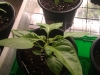 Habanero