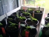 Habaneros