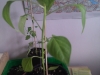 Aji Angelo
