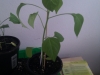 Aji Angelo